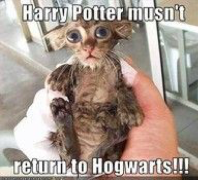 Cat Dobby